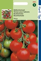 Tomaat Maja (Solanum) 175 zaden